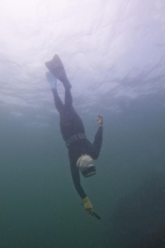 海女が1人右手を前に伸ばしながら海深くへ潜っていく様子の写真