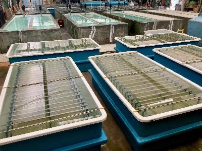 坂手分所の種苗棟の中です。FRPでできた水槽が8個ほどあり、海藻種苗を育てることができます。