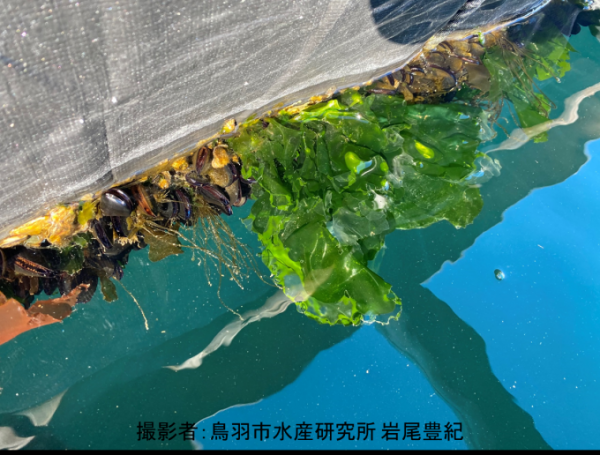 岸壁に生えるアナアオサの写真
