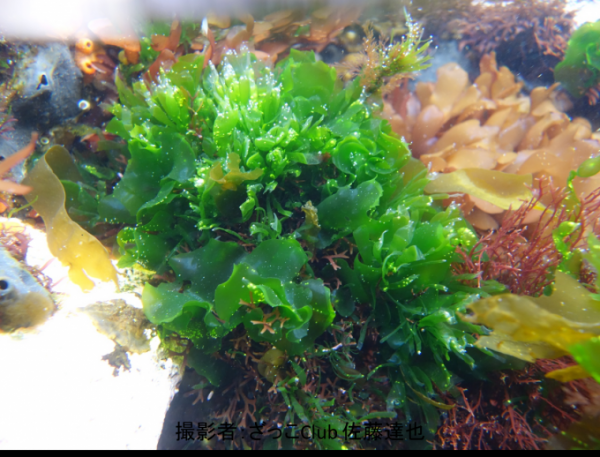 海中の岩に生えるアナアオサの写真