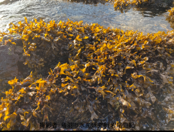 浅瀬の岩の上に群生するイロロの写真