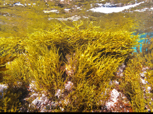 浅瀬の岩場に群生するイソモクの写真