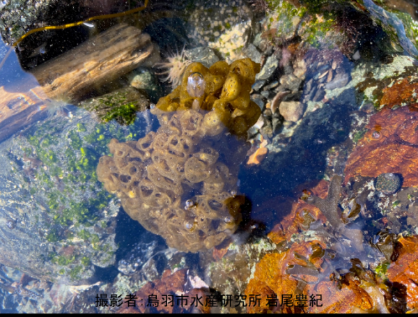 浅瀬の岩場に生息するカゴメノリの写真