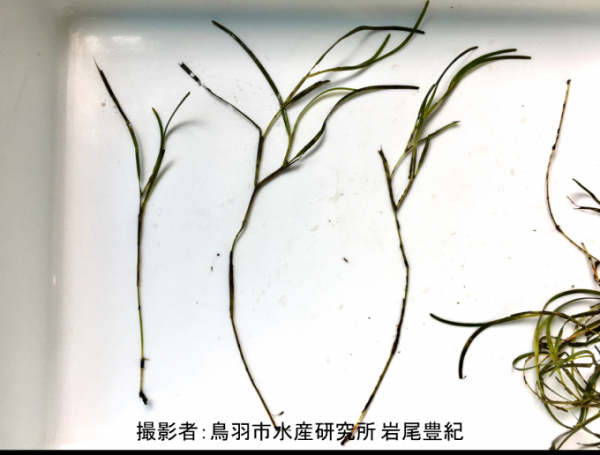 採取されたコアマモの写真