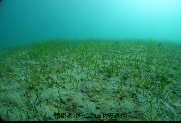 浅い砂泥底に広がるコアマモの群落の写真