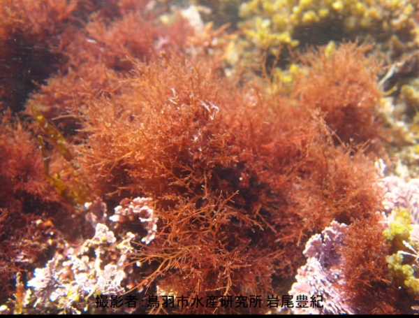 水中の岩場に群生するマクサの写真