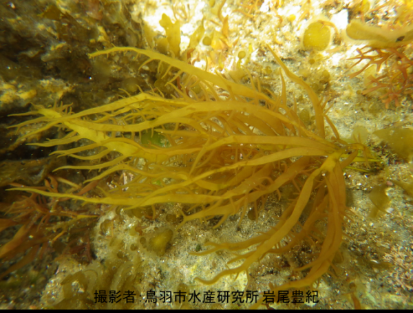 海中のムカデノリの写真