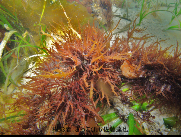 海中の岩場に群生しているムカデノリの写真