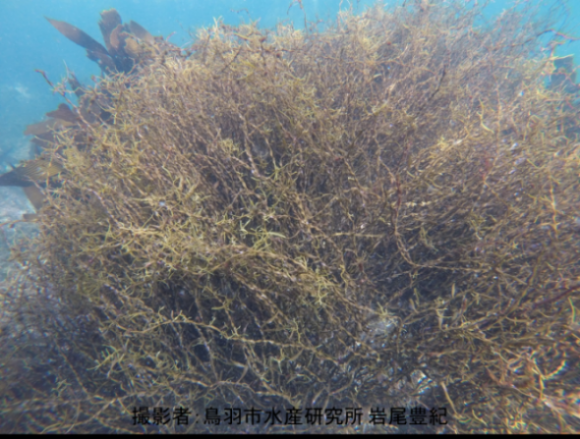 海中の岩の上に群生するネジモクの画像