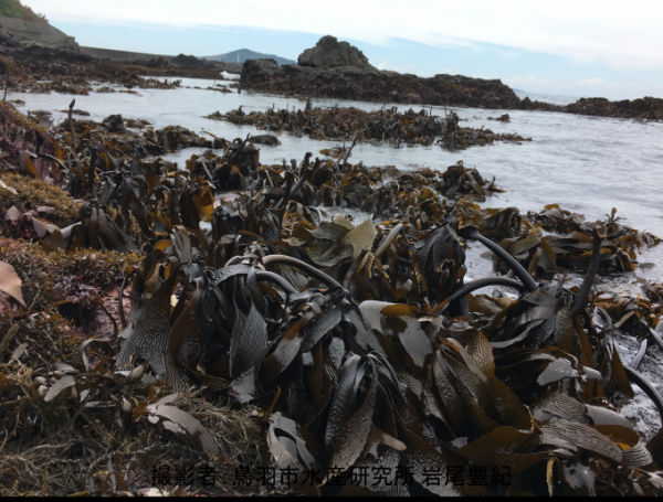 潮が引いた岩場に群生するサガラメの写真