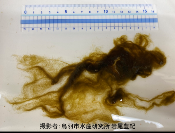 採取されたシオミドロの写真
