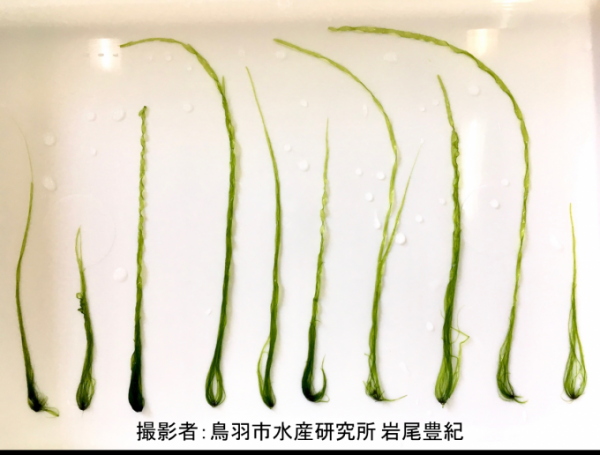 採取されたスジアオノリの写真