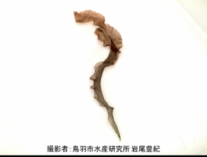 採取されたスサビノリの写真