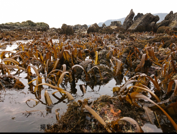潮の引いた浅瀬に群生するワカメの写真