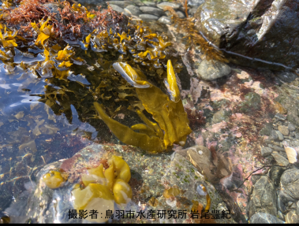浅瀬の岩場に生息するワタモの写真