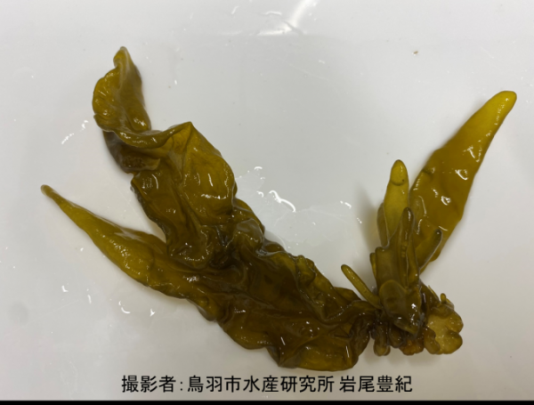 採取されたワタモの写真
