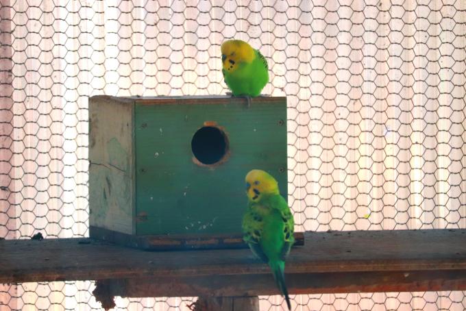 黄色い頭と緑の身体の二羽のインコの写真画像