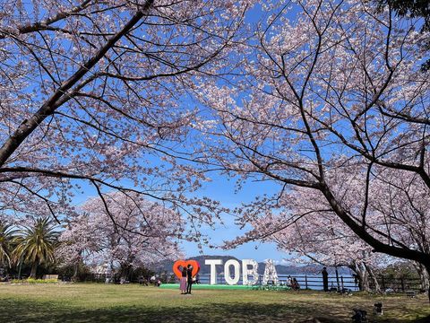 城山公園の桜