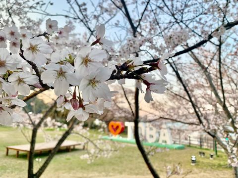 城山公園の桜