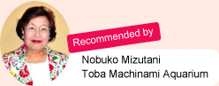 Recommended by Nobuko Mizutani. Toba Machinami Aquarium