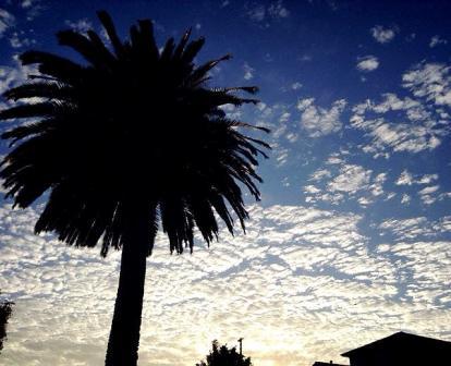 綺麗な空を背景に大きな椰子の木が1本逆光で写っている写真