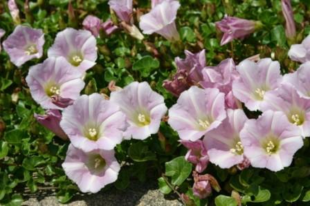 淡いピンク色のハマヒルガオの花々の写真