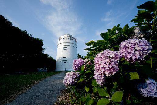 紫陽花と菅島灯台の写真