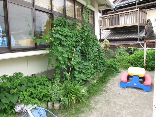 ゴーヤのカーテンでで家屋の壁の一部が覆われている写真画像