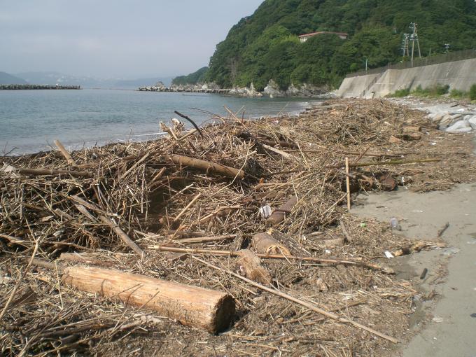 海岸に流れ着いた流木などのゴミ