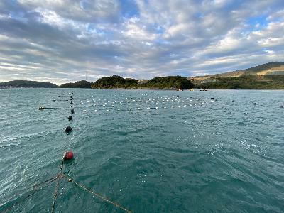 菅島沖にある研究所の筏です。ロープで組んである浮き流し式の筏で、種苗などを吊り下げています。