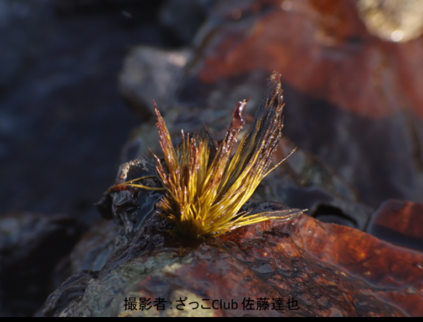 別の海藻の先端に生えたベンテンアマノリの写真