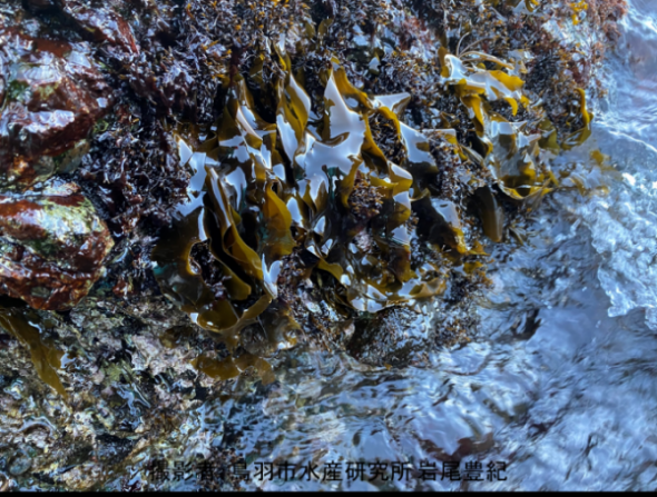 浅瀬の岩に張り付くように生息するハバノリの写真