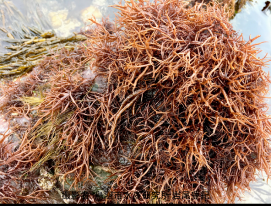 浅瀬の岩場に群生するフクロフノリの写真