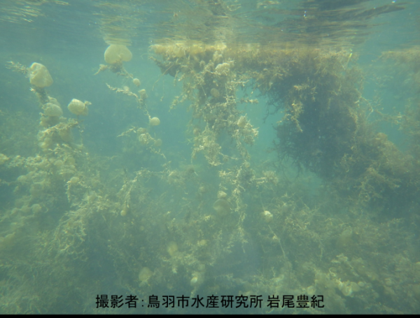 岩から生え海中に漂うフクロノリの写真