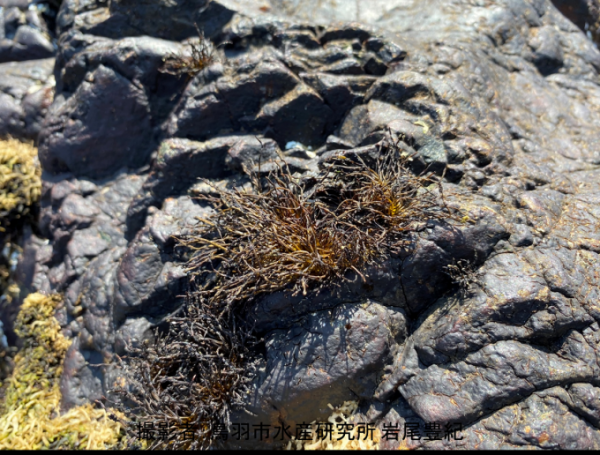 岩に生え少し乾燥しているイワヒゲの写真