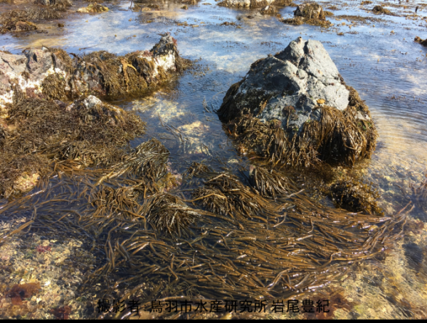 浅瀬の岩の上に群生するカヤモノリの写真