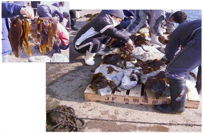 左上に棒に連なった海藻を誰かが持っている写真、右側には数名で海から上がった海藻を囲んで作業している様子の写真
