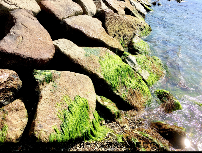 浅瀬の岩に張り付くように群生するスジアオノリの写真