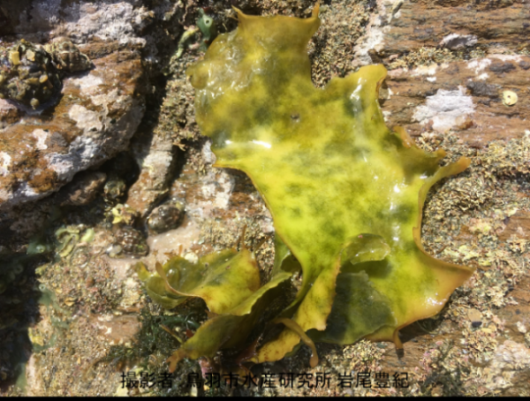 岩場に生えた緑色のタンバノリの写真
