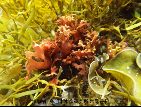 岩場の他の海藻に隠れるように生えるトサカマツの写真