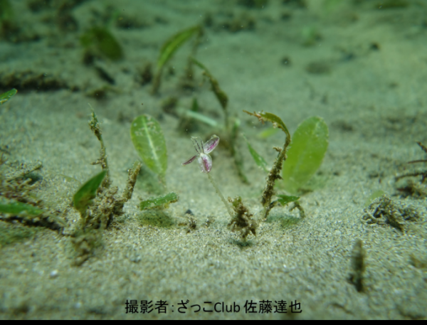 海中のウミヒルモの花の写真