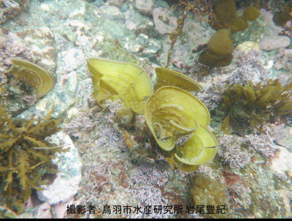海中の岩場に生息するウミウチワの写真