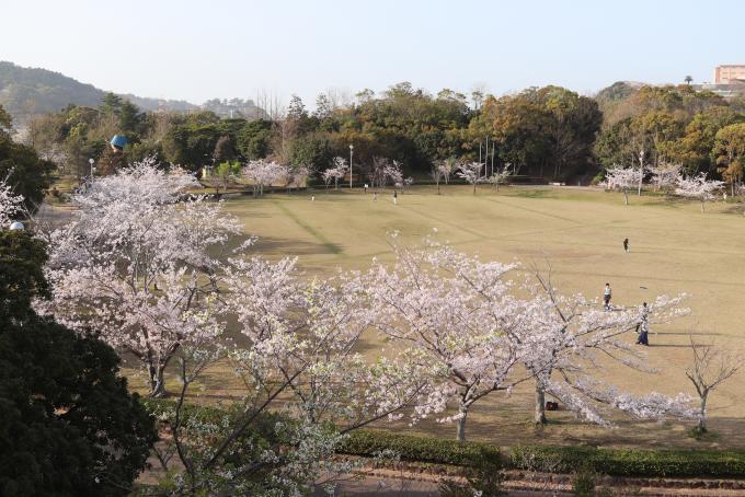 芝生広場に人々がおりその周りの桜の花が咲いている写真画像