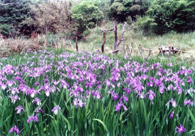 紫の花が一面に咲いている坂手のアヤメ池の写真画像