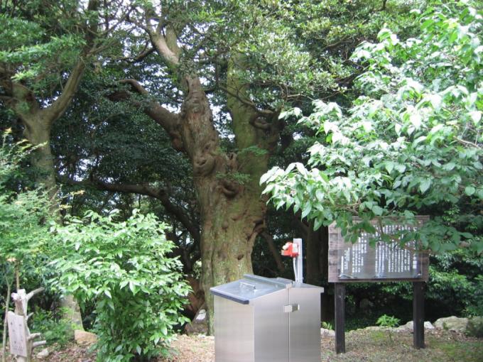 手前に銀色の箱のようなものと看板がある場所に大木が立っている丸山庫蔵寺のイスノキ樹叢の写真画像