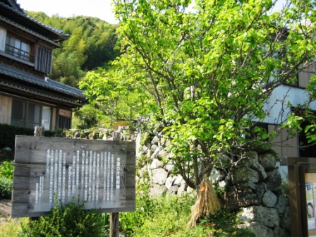 手前に木の看板、奥に家屋がありそこに緑の葉をつけた梨の木がある今浦の片枝梨跡の写真画像