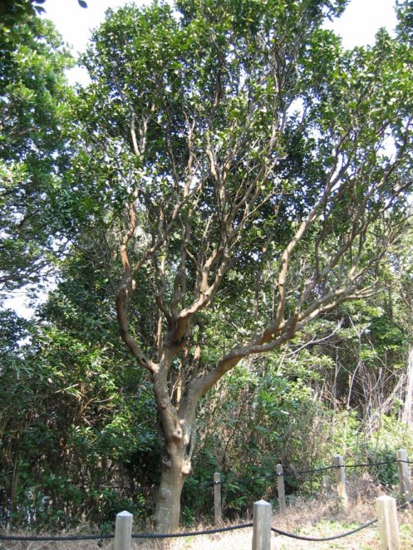 複数に枝分かれし緑の葉をつけている木、楠路ヶ脇のヤマトタチバナの写真画像