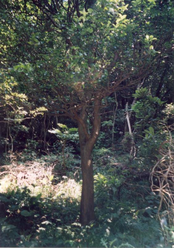 森の中のような場所に緑色の葉をたくさんつけた一本の木が生えている奈佐のヤマトタチバナの写真画像