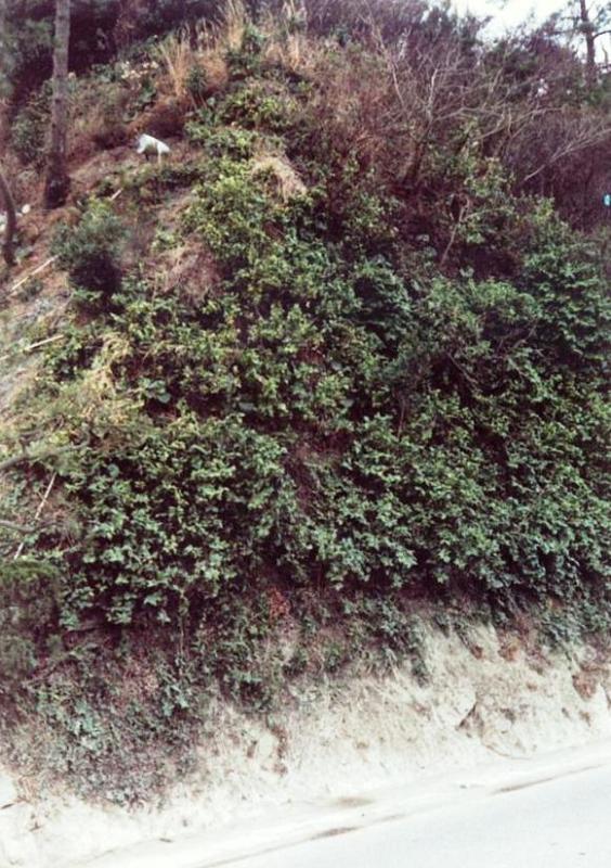 岩壁に生育している鳥羽駅前の緑色のオオイタビ（群落一帯）の写真画像