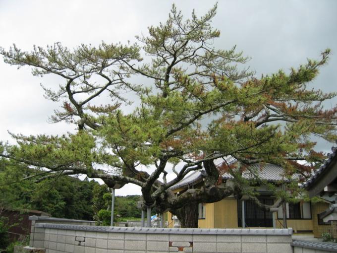 緑の針葉樹で水平に伸び、更に分岐した枝とともども曲がりくねっている西明寺のクロマツの写真画像
